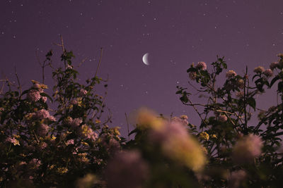 Low angle view of flowering plants against sky at night