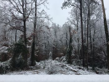 Trees in forest during winter