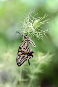 Close-up of butterfly pollinating flower