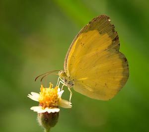 Close-up of butterfly pollinating on flower