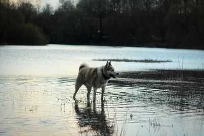 Dog running in lake