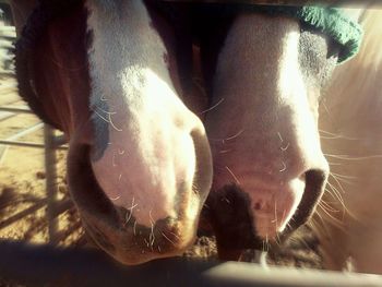 Close-up of cow