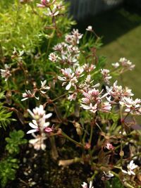 Close-up of pink flowers