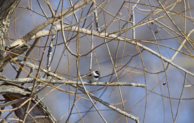 Low angle view of chickadee perching on branch