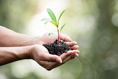 Cropped image of hands holding plant