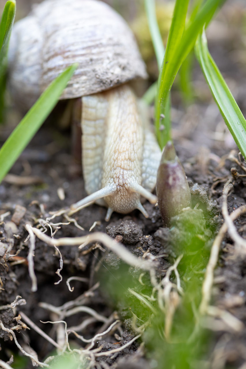 CLOSE-UP OF WILD MUSHROOM ON FIELD