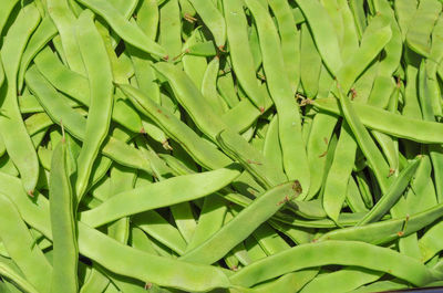 Full frame shot of plants