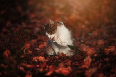 Close-up of cat sitting on field