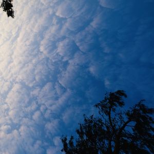 Low angle view of tree against sky