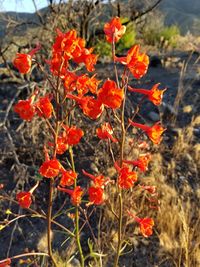 Close-up of orange poppy flowers blooming in field