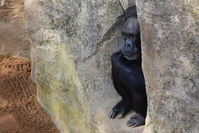 Monkey sitting on rock