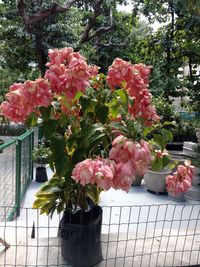 Pink flowers on plant