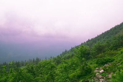 Scenic view of forest against sky