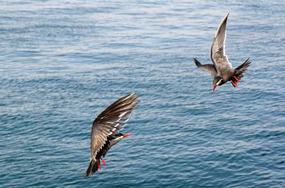 Seagulls flying over sea