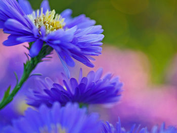 Close-up of purple flower blooming outdoors