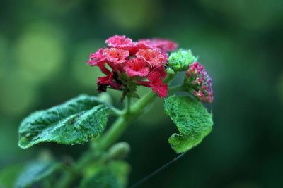 Close-up of red flower buds