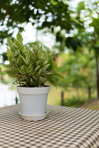 Potted plant on table