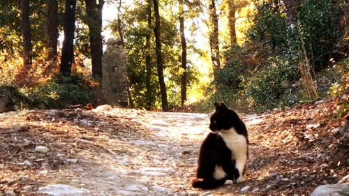 Cat in forest