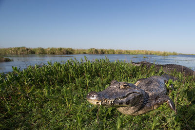 High angle view of a aligator in lake