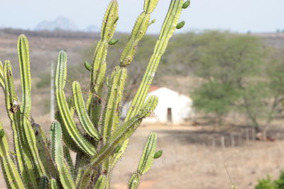 Cactus growing on field