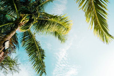 Low angle view of palm trees against sky