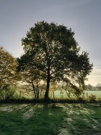 Trees against sky