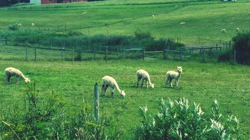 Sheep grazing on grassy field