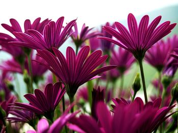 Close-up of flowers