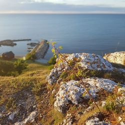 Close-up of moss on rock by sea against sky