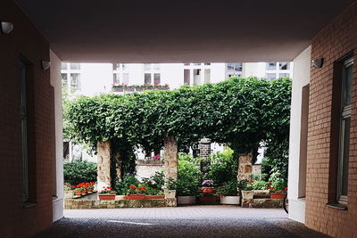 Plants growing in city