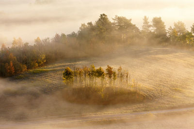 Autumn mist in a grove of trees on a field