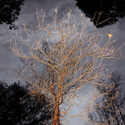 Reflection of bare trees in water at night