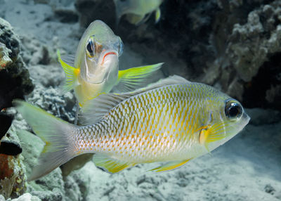 Close-up of fish swimming in sea