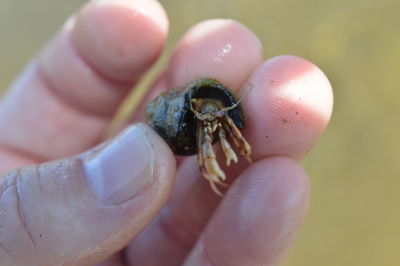 Close-up of me hholding a hermit crab i picked up on the shore line.