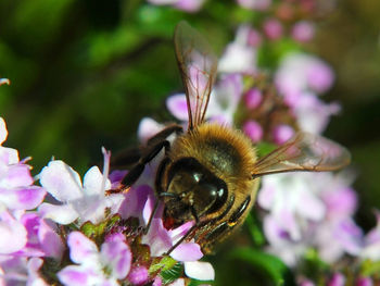 Close-up of honey bee on pink flower