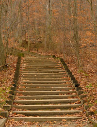 Steps in forest