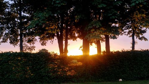 Trees on landscape against sky during sunset