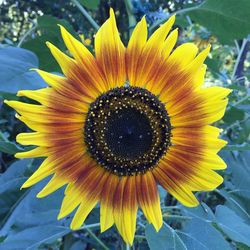 Macro shot of sunflower