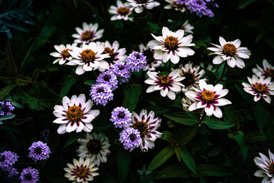 Close-up of purple daisy flowers
