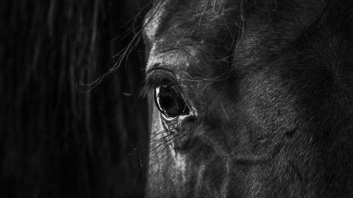 Close-up of a horse