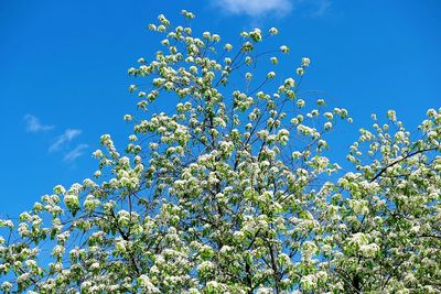 Low angle view of flowers against blue sky