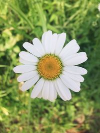 Close-up of white flower blooming outdoors