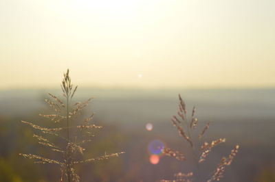 Close-up of plant against sky at sunset