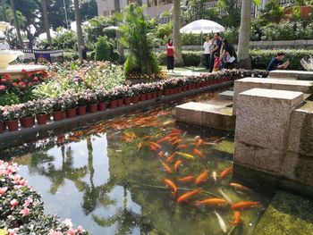 Fish swimming in lake at park