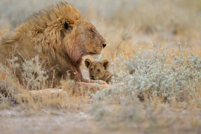 View of a lion