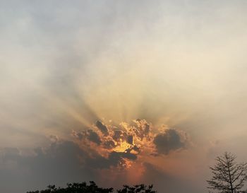 Low angle view of tree against sky during sunset