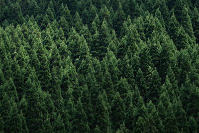 Close-up of pine tree in forest