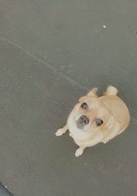 High angle portrait of dog standing on road