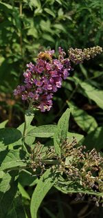 Close-up of purple flowering plant