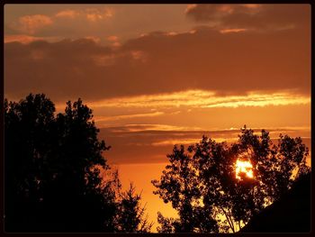 Silhouette of trees at sunset